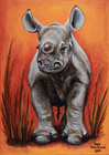 Nosorožec mládě