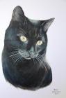Kočka černá AKRYL na kartonu