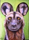Pes hyenový portrét