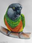 Papoušek senegalský AKRYL karton